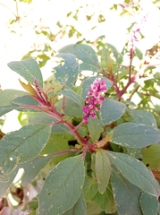 Phytolacca rugosa