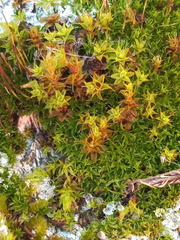Syntrichia ruralis