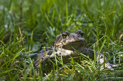 Anaxyrus boreas boreas