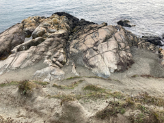 Lupinus densiflorus densiflorus