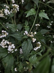 Fleischmannia klattiana