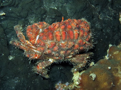 Actaeodes hirsutissimus