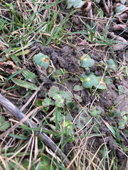 Lupinus densiflorus densiflorus