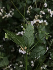 Fleischmannia klattiana