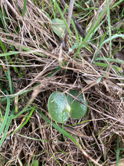 Lupinus densiflorus densiflorus
