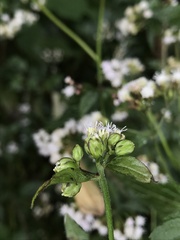 Fleischmannia klattiana