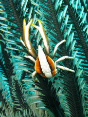 Allogalathea babai