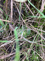 Lupinus densiflorus densiflorus