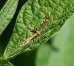 Dejongia lobidactylus