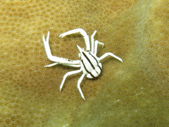 Allogalathea elegans