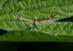 Dejongia lobidactylus