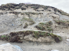 Lupinus densiflorus densiflorus