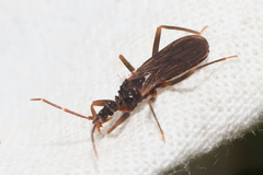 Enicocephalidae