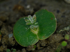 Lupinus densiflorus densiflorus