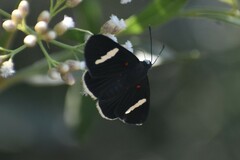 Melanis leucophlegma