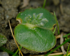 Lupinus densiflorus densiflorus