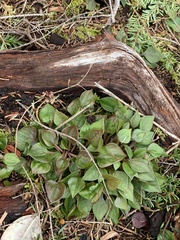 Claytonia sibirica