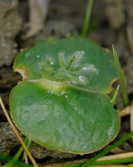 Lupinus densiflorus densiflorus
