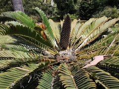 Encephalartos longifolius