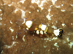 Ancylocaris brevicarpalis