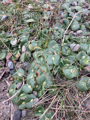 Lupinus densiflorus densiflorus