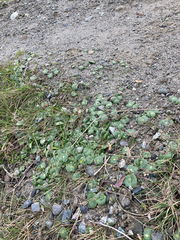 Lupinus densiflorus densiflorus