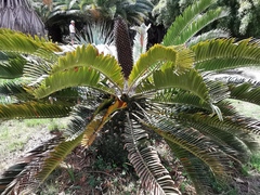 Encephalartos longifolius