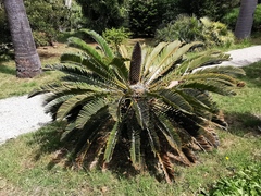 Encephalartos longifolius