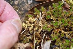 Selaginella peruviana