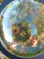 Syntrichia ruralis