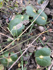 Lupinus densiflorus densiflorus
