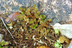 Selaginella peruviana