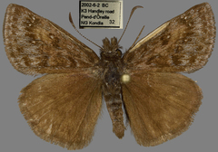 Erynnis pacuvius