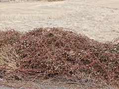 Rubus fruticosus