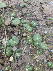 Lupinus densiflorus densiflorus