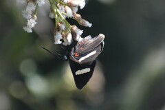 Melanis leucophlegma