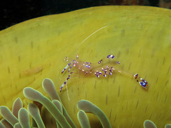 Ancylomenes sarasvati