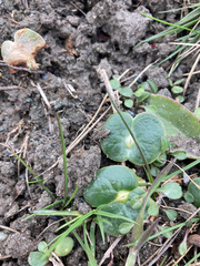 Lupinus densiflorus densiflorus