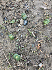 Lupinus densiflorus densiflorus