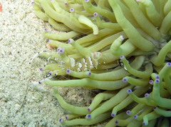 Ancylomenes venustus