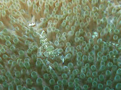 Ancylomenes holthuisi