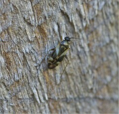 Plagiognathus obscurus