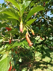 Iochroma fuchsioides