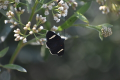 Melanis leucophlegma