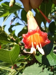 Iochroma fuchsioides