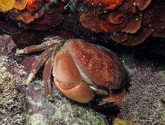 Atergatis integerrimus