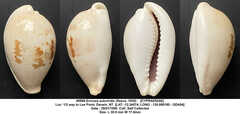 Erronea subviridis