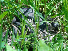 Coluber constrictor foxii
