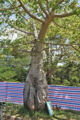 Adansonia