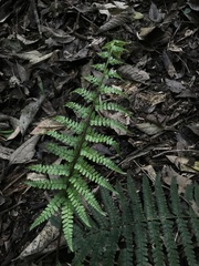 Dryopteridoideae